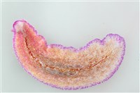 藏品(柯氏偽角扁蟲)的圖片